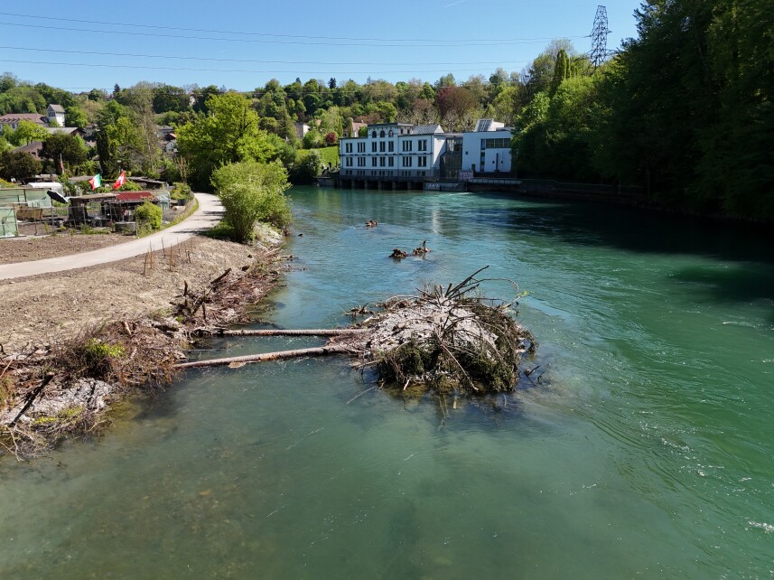 Lebende Inseln mit unterströmten Stammhölzern